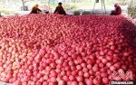 图为农户采摘苹果等待客商地头收购。　杨艳敏 摄 - 甘肃新闻