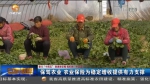 【短视频】保驾农业 农业保险为稳定增收提供有力支撑 - 甘肃省广播电影电视