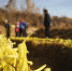 图为兰州西固区张家大坪村无公害韭黄种植基地。(资料图) 魏建军 摄 - 甘肃新闻