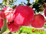 庄浪：苹果“映红”农民致富路 - 中国甘肃网