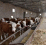 图为酒泉市瓜州县境内一养殖合作社负责人马有布正在精心喂养新调引的100头基础母牛。(资料图) 魏金龙 摄 - 甘肃新闻