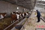 图为酒泉市瓜州县境内一养殖合作社负责人马有布正在精心喂养新调引的100头基础母牛。(资料图) 魏金龙 摄 - 甘肃新闻