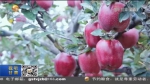 【短视频】天水花牛苹果位列2020年度中国苹果“双百强” - 甘肃省广播电影电视