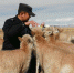 可可西里的藏羚羊“幼儿园” - 人民网