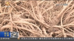【短视频】岷县：60万亩中药材筑牢产业发展基石 - 甘肃省广播电影电视