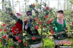 镇原县果农正在采摘苹果。(资料图) 高展 摄 - 甘肃新闻