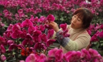 甘肃临洮：花卉产业助增收 - 中国甘肃网