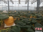 图为甘肃省农业科技示范园“太空巨型南瓜展示区”一角。(资料图) 高康迪 摄 - 甘肃新闻