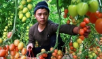 甘肃敦煌：设施果蔬供应节日市场 - 中国甘肃网