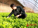 岷县十里镇：温室蔬菜产销旺 - 中国甘肃网