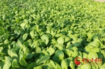 岷县十里镇：温室蔬菜产销旺 - 中国甘肃网