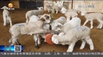 【短视频】肃南：修大棚备饲料 牧民忙接冬羔 - 甘肃省广播电影电视