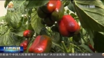【短视频】甘肃：新年新气象 科技为农业插上翅膀 - 甘肃省广播电影电视