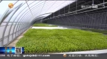 【短视频】甘肃：新年新气象 科技为农业插上翅膀 - 甘肃省广播电影电视