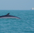 布氏鲸现身涠洲岛海域 - 人民网