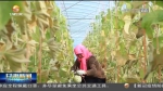 【短视频】甘肃：特色产业成脱贫攻坚“良方” - 甘肃省广播电影电视
