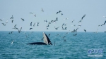 与鲸共舞——涠洲岛的布氏鲸守护者 - 人民网