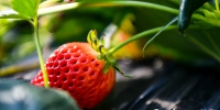 生态采摘园内，一颗颗长势喜人的草莓令人垂涎欲滴。侯崇慧 摄 - 人民网