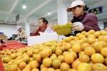 广西融安：包装发运金桔供应春节市场 - 中国甘肃网