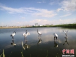 图为2020年5月中旬的肃州区六分西湖湿地景区。(资料图) 冯志军 摄 - 甘肃新闻