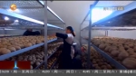 【短视频】甘肃：建设农产品优势区 助推特色产业提质增效 - 甘肃省广播电影电视