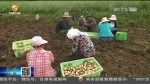 【短视频】2020年甘肃农村居民收入首次过万元 - 甘肃省广播电影电视