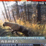 【短视频】央视新闻集锦：野生动物频频亮相 人与自然和谐相处 - 甘肃省广播电影电视