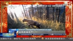【短视频】央视新闻集锦：野生动物频频亮相 人与自然和谐相处 - 甘肃省广播电影电视