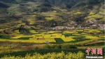 图为俯瞰油菜花盛开的西和县一处乡村。(资料图) 兰州城关区委宣传部供图 - 甘肃新闻