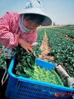 【三八特别报道】河西走廊的“花头巾”：辛勤劳作的女性最美 - 中国甘肃网