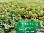 2020年7月29日拍摄于陇西县境内，超过百种中药材在这里培育。(资料图) 殷春永 摄 - 甘肃新闻