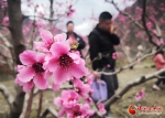 甘肃文县：人间三月芳菲始 踏青赏花正当时【高清组图】 - 中国甘肃网