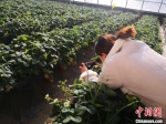 图为兰州市民拍摄榆中县的智慧菜园。(资料图) 史静静 摄 - 甘肃新闻