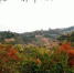 图为兰州市南北两山绿化林一隅的秋景，色彩斑斓。(资料图)兰州市南北两山环境绿化工程指挥部供图 - 甘肃新闻