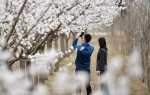 甘肃东乡：漫川杏花竞芳菲 - 中国甘肃网