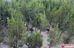 【中甘特稿】从一堆坟到一片林 绿色殡葬的尝试之路 - 中国甘肃网