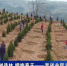 【短视频】植树造林 拥抱春天——甘肃省全民义务植树成效显著 - 甘肃省广播电影电视