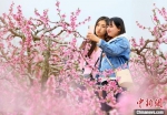 图为游客在桃园赏花。　高展 摄 - 甘肃新闻