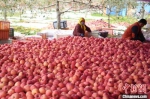 2020年10月28日，灵台县黄土塬上的苹果丰收。(资料图) 杨艳敏 摄 - 甘肃新闻