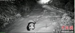 图为甘肃白水江国家级自然保护区监测到的大熊猫在雪地行走的影像。(资料图) 甘肃白水江国家级自然保护区管理局供图 - 甘肃新闻