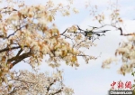 图为古梨园利用无人机飞播技术防治病虫害。　高展 摄 - 甘肃新闻