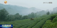 【短视频】“贵茶入甘”开启茶业发展新篇章 - 甘肃省广播电影电视