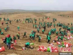 4月26日至27日，黄河沿岸沙化区植树治沙活动正在甘肃玛曲展开。　杨旭明 摄 - 甘肃新闻