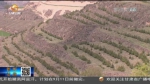 【短视频】“一村万树”为环县乡村振兴注入绿色动力 - 甘肃省广播电影电视