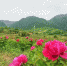 图为临洮县南屏镇的千亩紫斑牡丹种植基地。　张婧 摄 - 甘肃新闻
