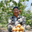 徐州吕梁山区的山杏熟了，果农笑了 - 人民网