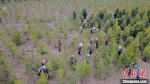 工人们正在忙碌进行栽植、扶苗等程序，在这里，万亩长青生态林正在悄然形成。　高展 摄 - 甘肃新闻
