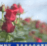 【短视频】兰州新区：花卉产业走出美丽“花路” - 甘肃省广播电影电视