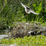 栖息在拉鲁湿地核心区里的红脚鹬（6月2日摄）。 - 人民网