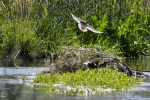 栖息在拉鲁湿地核心区里的红脚鹬（6月2日摄）。 - 人民网